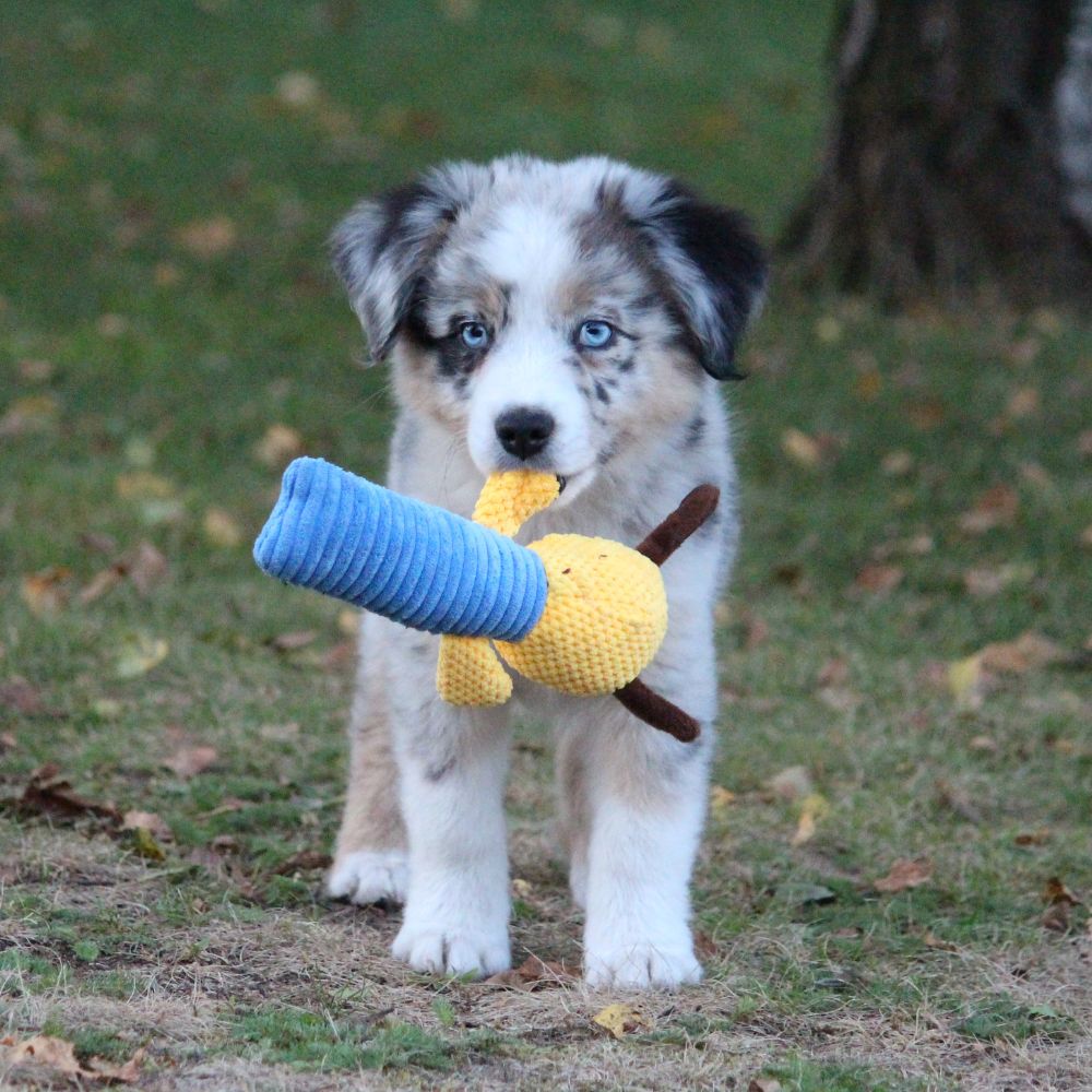 Stofftiere Bruno und Otto